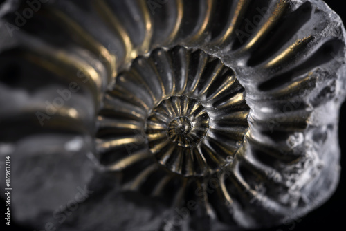 Pyritized Ammonite photo