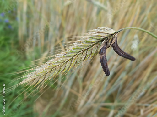 Mutterkornpilz; Claviceps, purpurea; Parasit photo