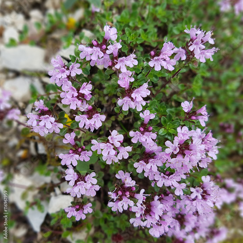 Quendel, Feldthymian, Thymus, serpyllum, Wildthymian photo