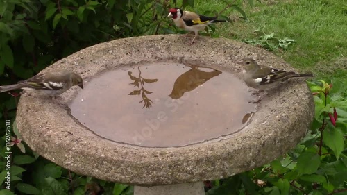 Greenfinch and Goldfinch standing in and drinking from a birdbath then flying away. 