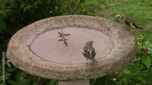 Chaffinch, Goldfinch and Blue Tit standing in and drinking from a birdbath then flying away. 