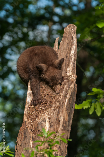Black Bear Cub (Ursus americanus) Turns to Climb Down Tree