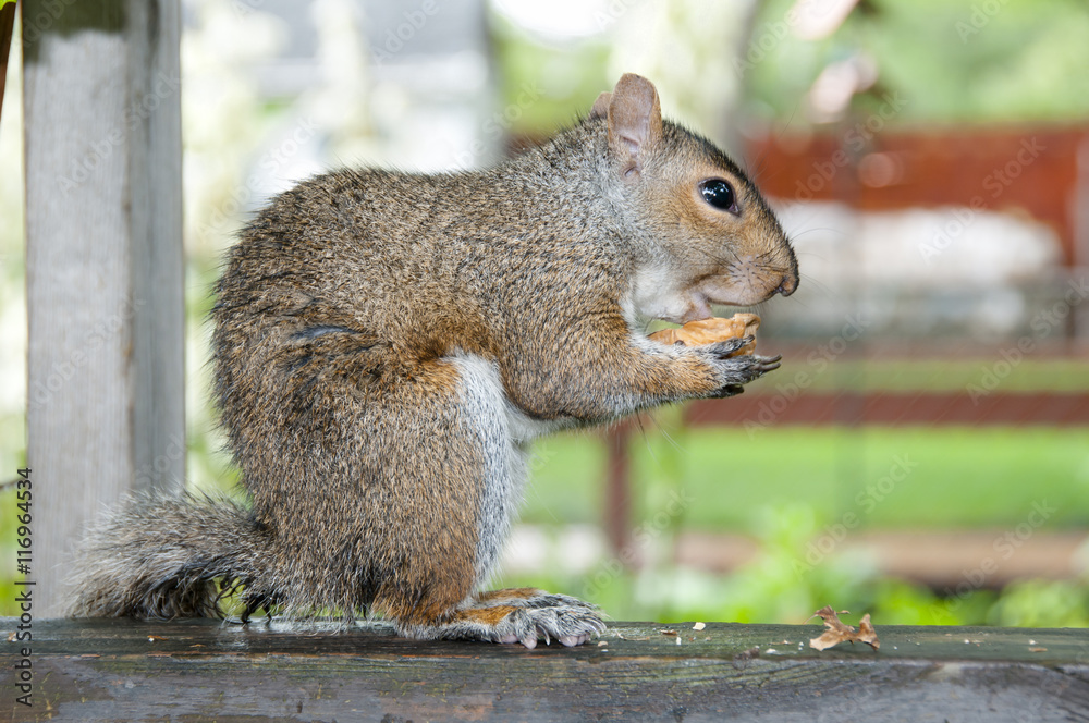 Obraz premium Wild Grey Squirrel Eating a Walnut
