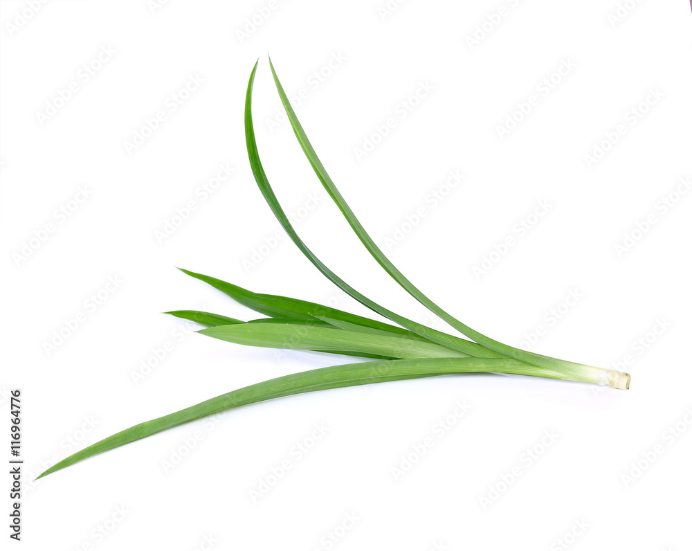 Pandanus Palm, Fragrant Pandan, Pandom wangi on white background Pandanus Palm, Fragrant Pandan, Pandom wangi on white background