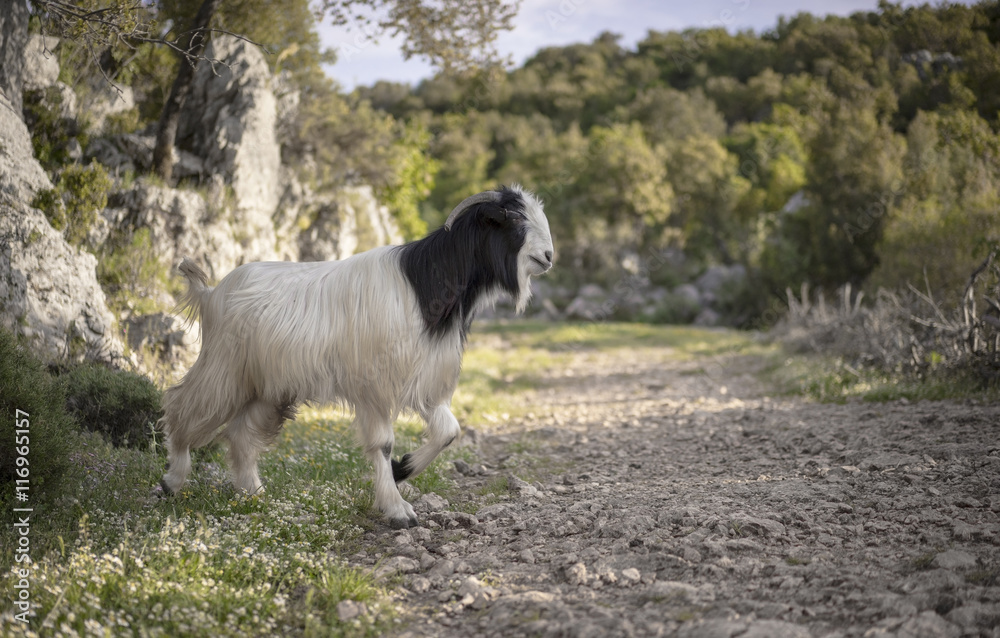 Large Male Goat in Antalya Province, Turkey