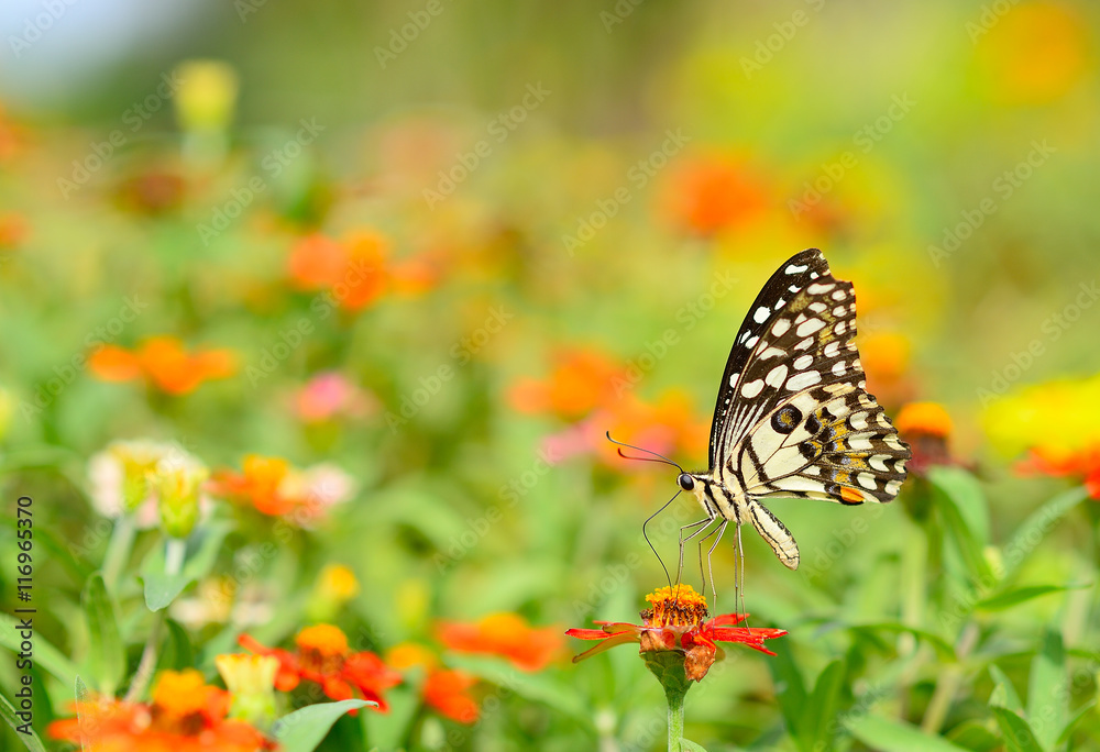 Butterfly on orange flower in the garden with copy space. Butterfly on orange flower in the garden with copy space.