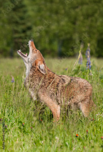 Coyote (Canis latrans) Howls in Field photo