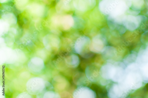 Abstract nature green bokeh from tree background,for background