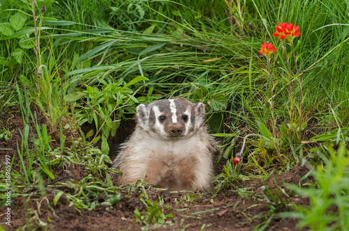 North American Badger (Taxidea taxus) Sits in Den photo
