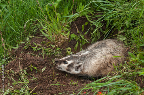 North American Badger (Taxidea taxus) Lunges Left
