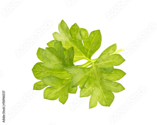 Close-up of parsley leaf