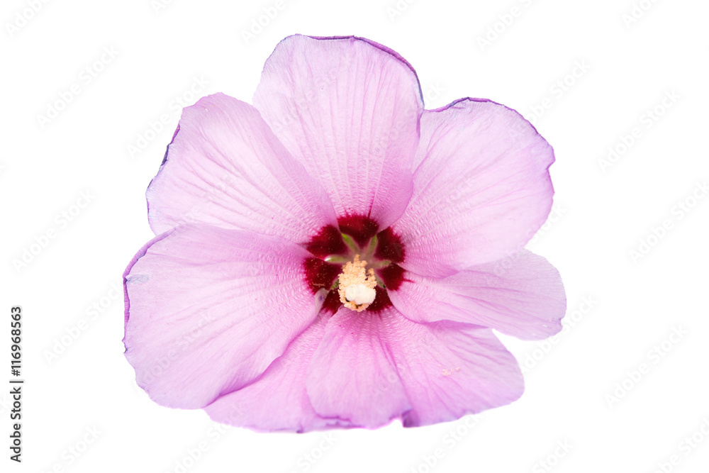 pink hibiscus