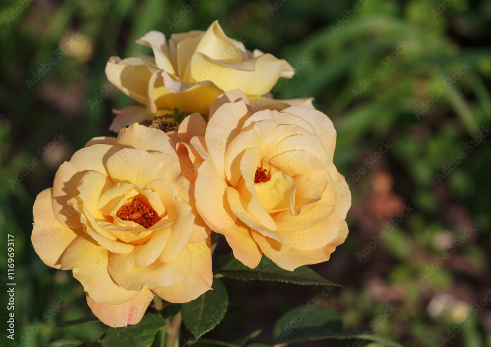 Bush yellow roses close-up. Flowers and gardens Bush yellow roses close-up. Flowers and gardens