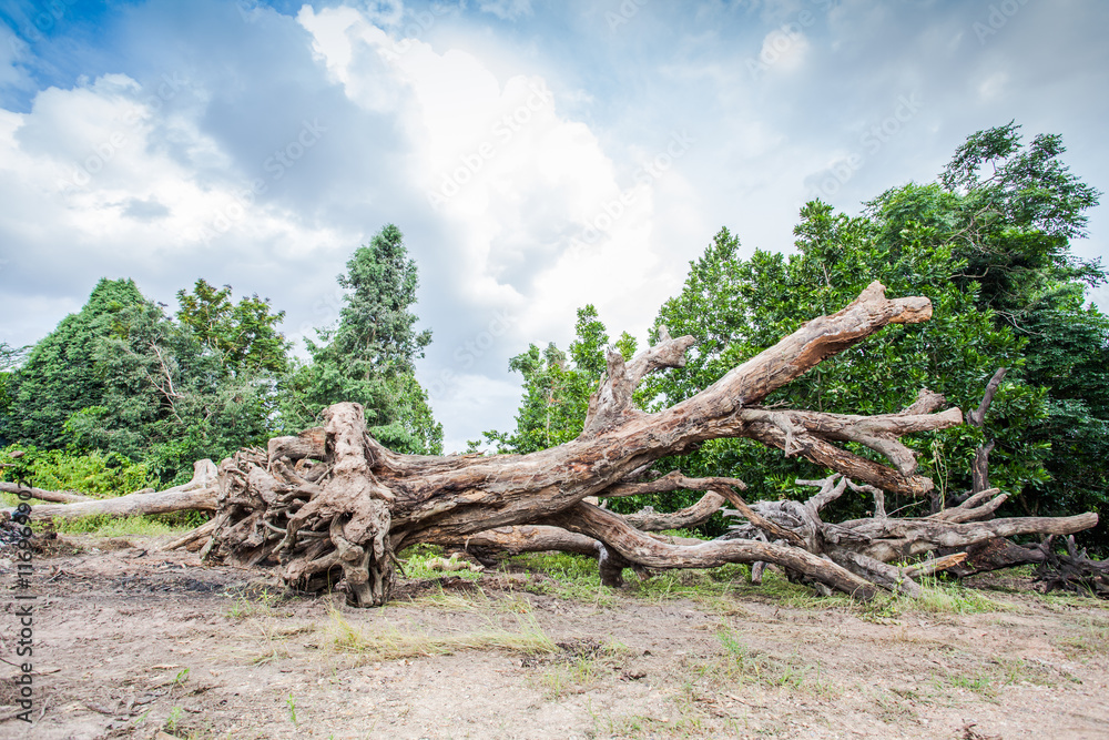 near the biggest national park in Thailand there have quite big forest Plants varied slightly Some people have the name of the distribution of plants and flowers of various kinds.