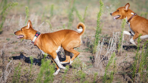 Сoursing dogs. Basenji dog runs after the bait on the field