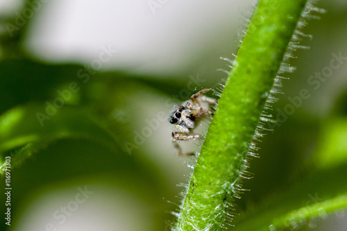 Macro of a Jumping Spider in the Garden © ronniechua