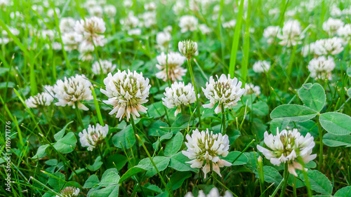 Medicinal plant, white clover field.