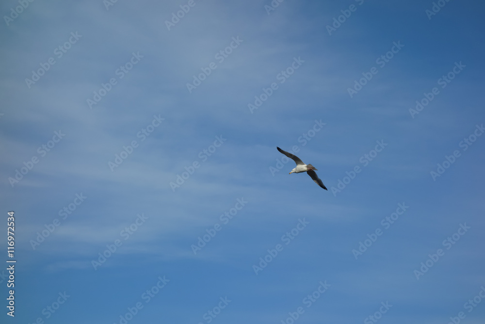 Sea gull in front of a blue cloudy sky