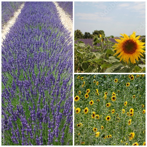 Collage Alta Provenza - Distese di Lavanda photo