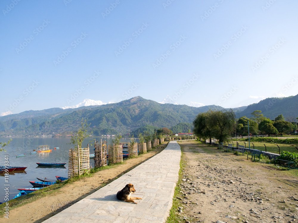 Dog laying down for sunbathing on the path around the lake that has few colorful boats with the mountain and the blue sky as background, Phewa Lake, Pokhara, Nepal