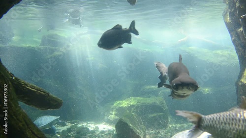 Swimming fish in the tank