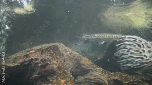 Swimming fish in the tank