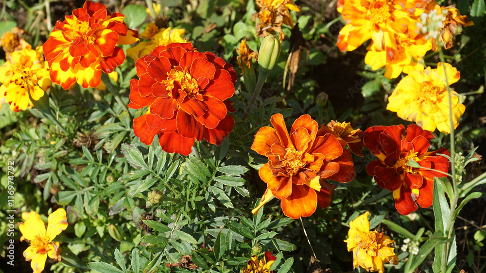 calendula calendula