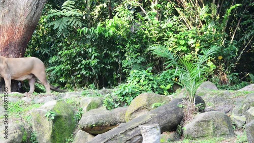 Wild lion walking in the forest