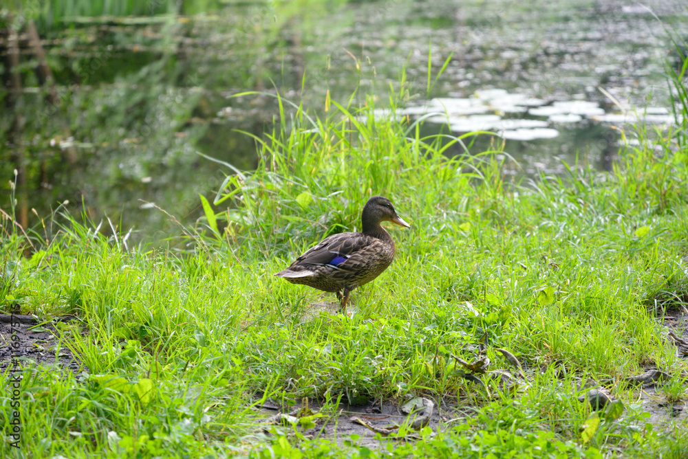Duck in the grass. Duck in the grass.