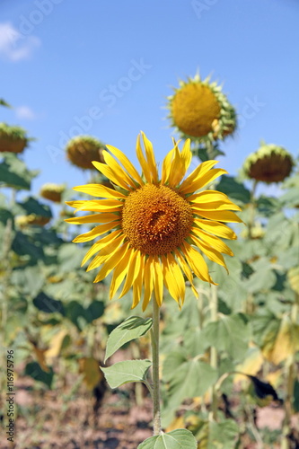 Sunflower field Teruel Spain