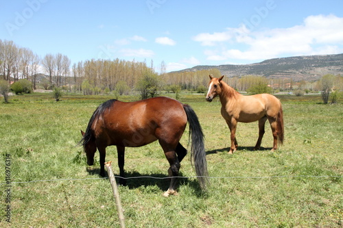 Horses Teruel Spain