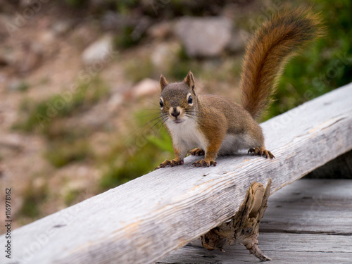Mischievous Squirrel on terrace © Benny Pieritz