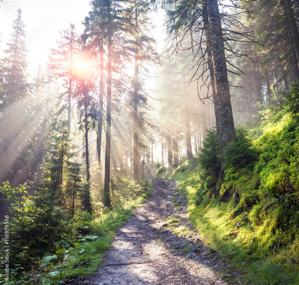 Fototapeta premium Golden rays of spruce forest