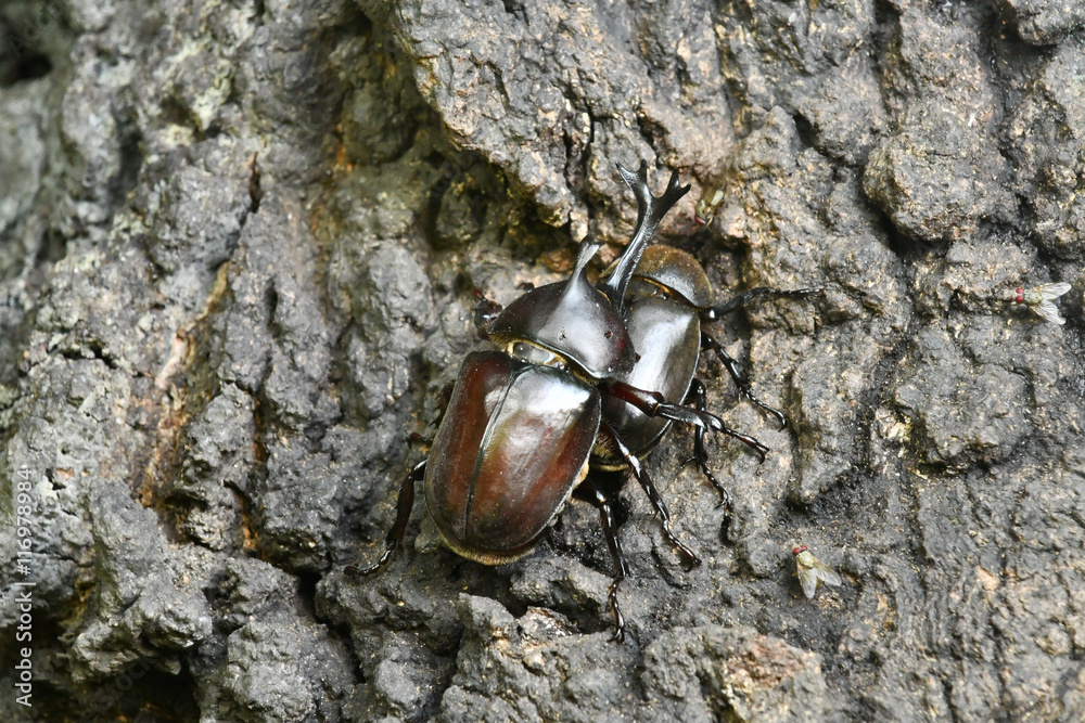 カブト虫