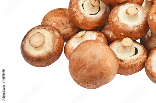 Champignon (True mushroom)