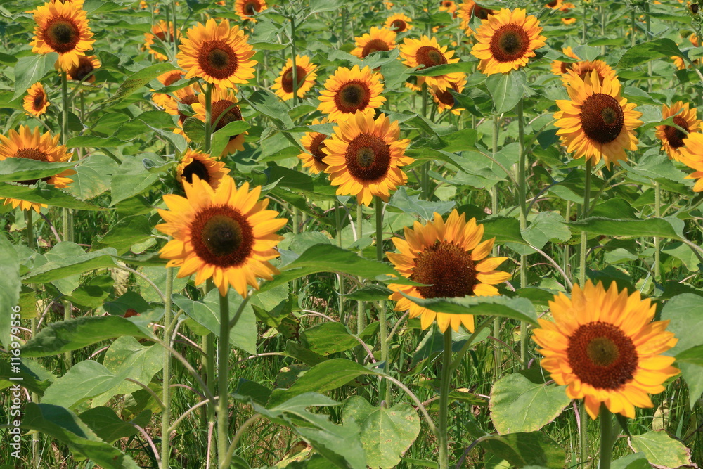 Fototapeta premium sunflower