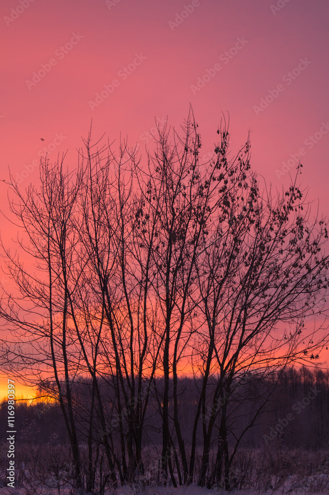 Sunset sunrise pink