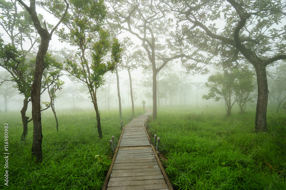 Road through green trees in the morning fog Road through green trees in the morning fog