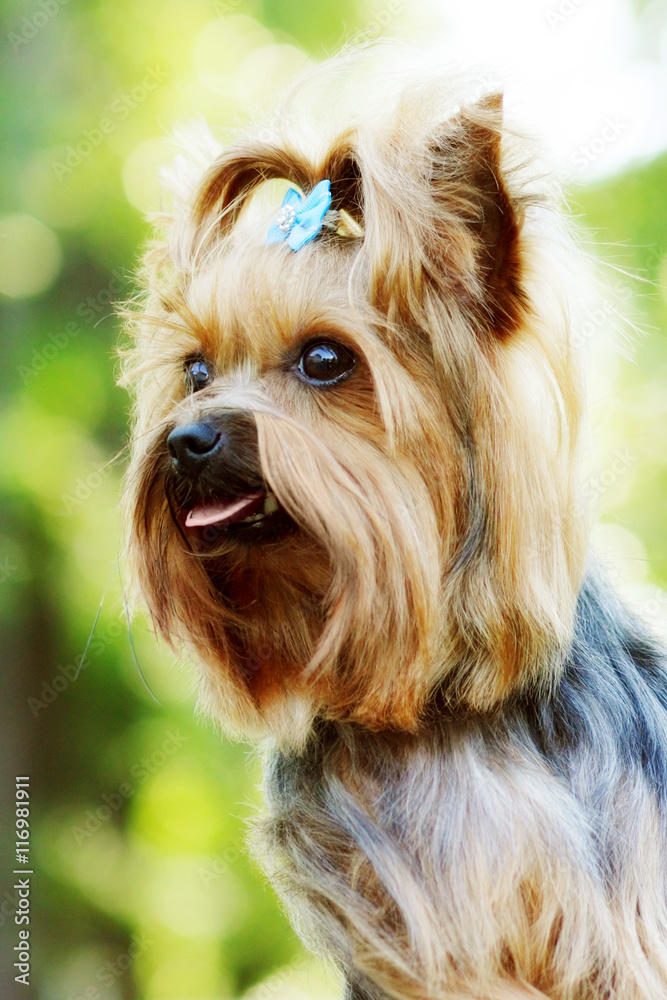 Beautiful little decorative dog Yorkshire Terrier Beautiful little decorative dog Yorkshire Terrier