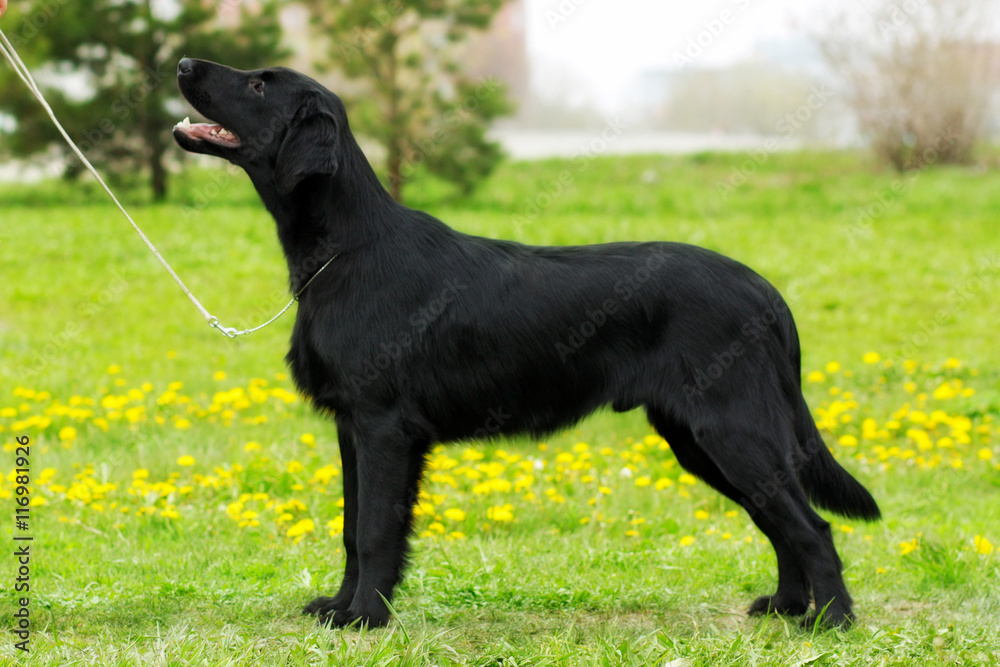 purebred black dog flat-coated Retriever standing in the show po purebred black dog flat-coated Retriever standing in the show po