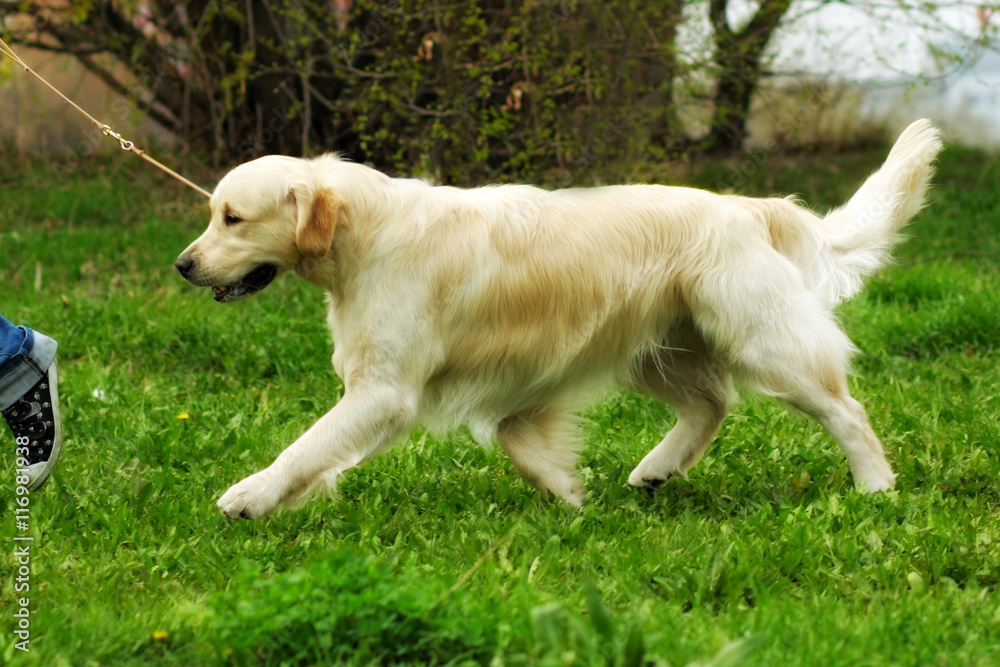 family dog Golden Retriever runs trot a man on a leash family dog Golden Retriever runs trot a man on a leash