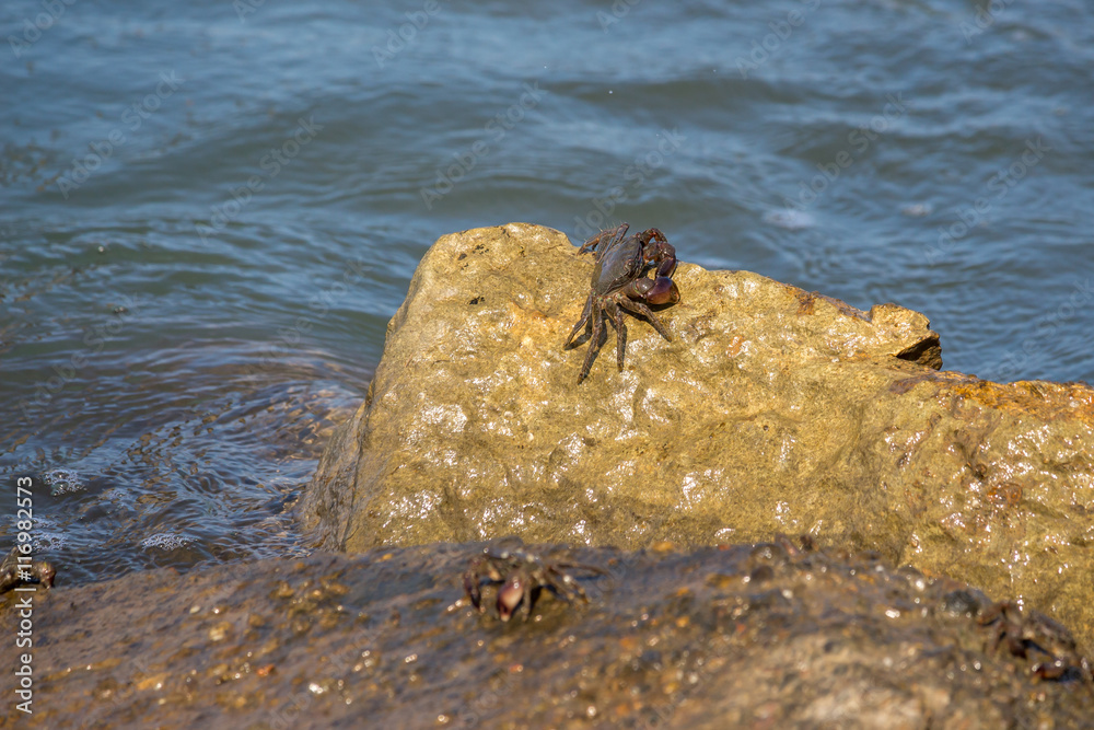 Crab closeup, Black Sea crabs, crabs life Crab closeup, Black Sea crabs, crabs life