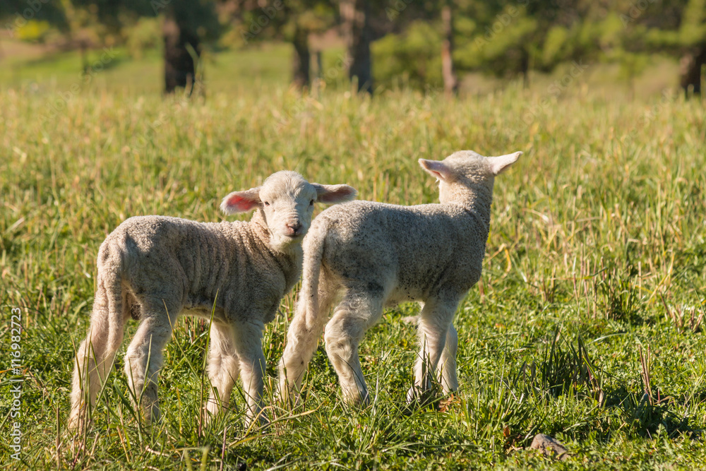 Fototapeta premium closeup of two newborn lambs standing on meadow