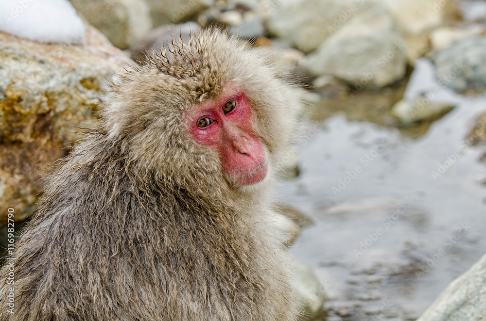Japanese Snow monkey Macaque in hot spring Onsen Jigokudan Park, Japanese Snow monkey Macaque in hot spring Onsen Jigokudan Park,