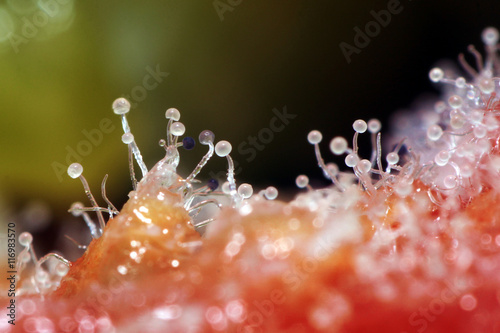 Tiny World, Macro of tomato mold