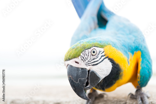 Blue & Gold Macaw