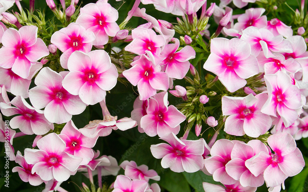 Naklejka premium Фотография флоксов крупным планом.