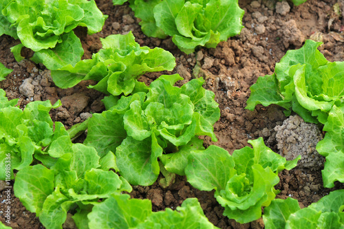 green lettuce crops in growth at vegetable garden