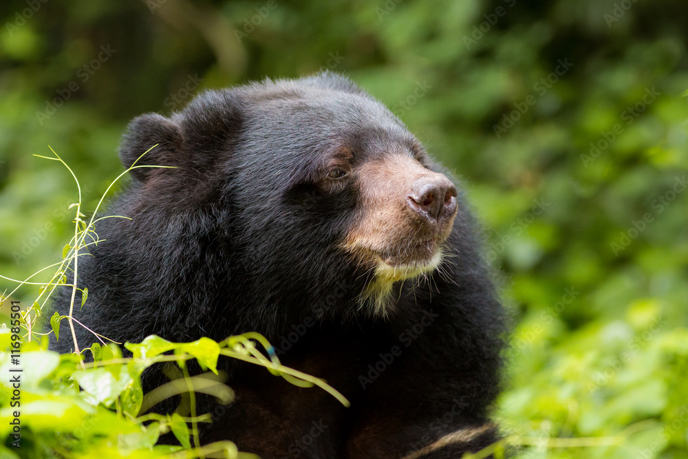 Asiatic black bear