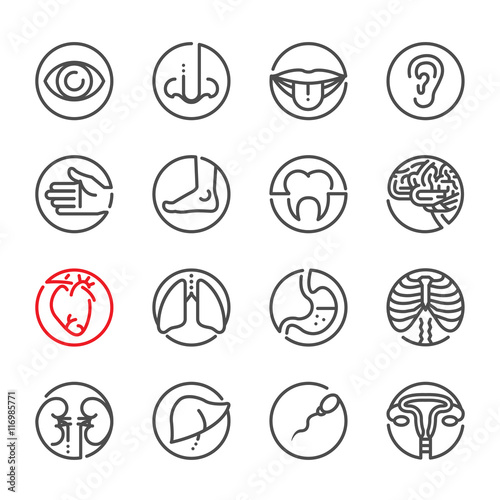 Human Anatomy icons with White Background 